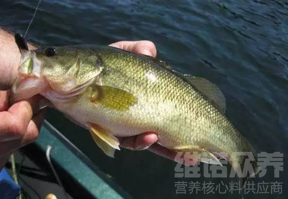 如何养殖淡水鲈鱼,淡水鲈鱼的养殖方法