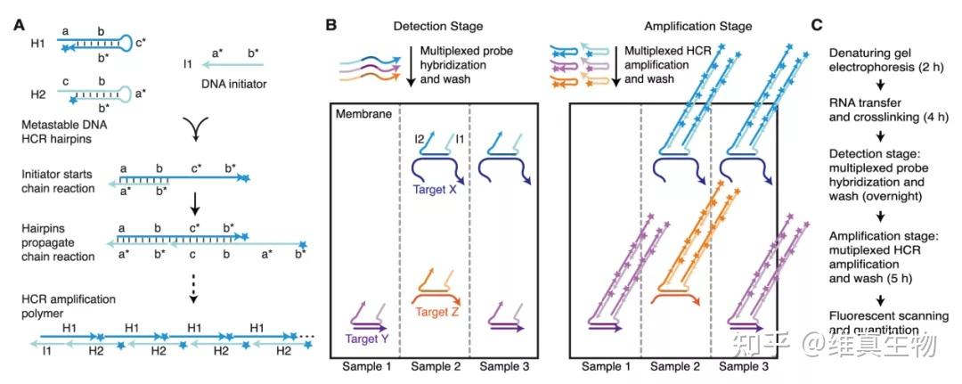 收藏｜MicroRNA(miRNA)检测方法（一） - 知乎