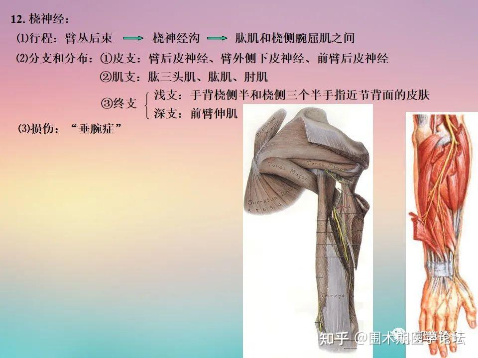 颈丛、臂丛解剖高清图解(PPT课件) - 知乎