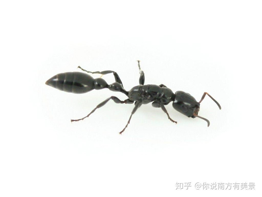 饲养和介绍蚂蚁种类 - 知乎