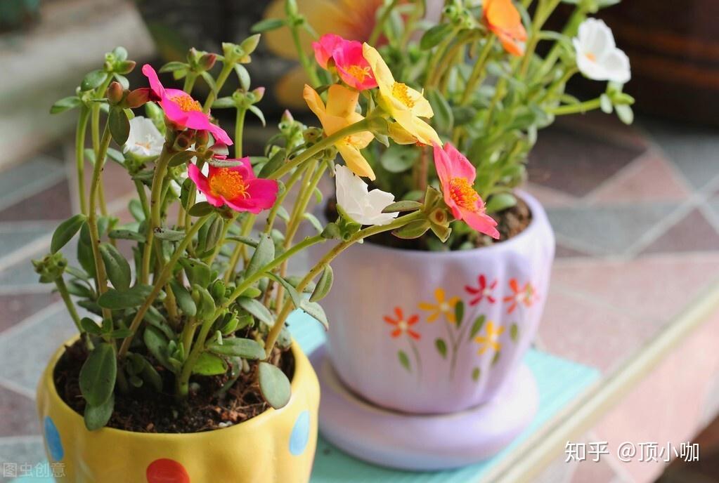 现在能种植什么花 v2-df5a0f6bd53c7e0fb9326894b04e55e2_r.jpg