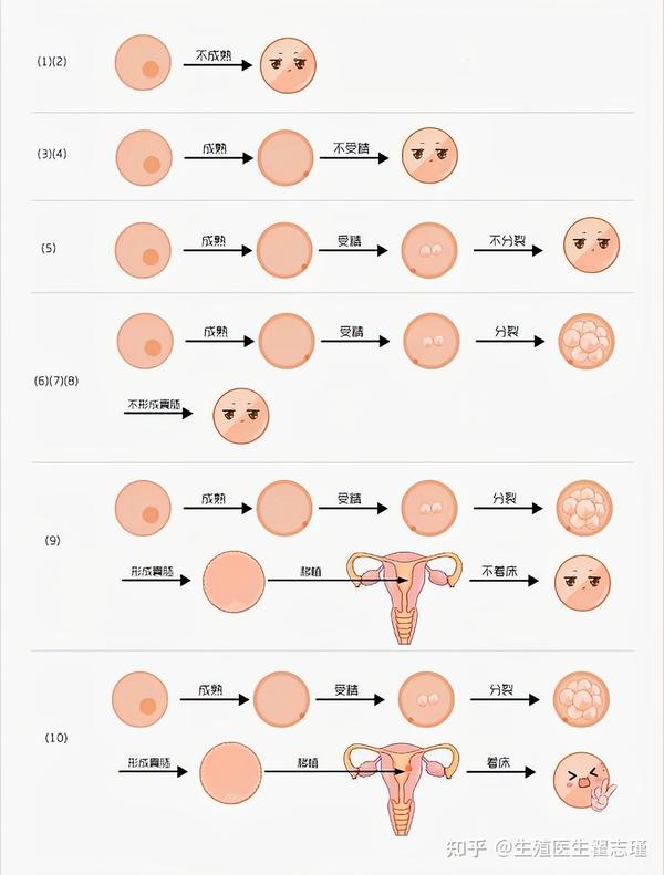 黄体,黄体素,黄体酮和孕酮分别是什么,对怀孕有什么影响? - 知乎