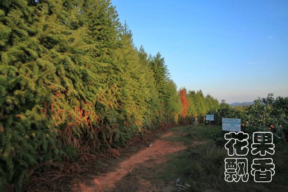基地周边的防护林带"现在最大的问题,因为前几年黄龙病导致赣南脐橙大