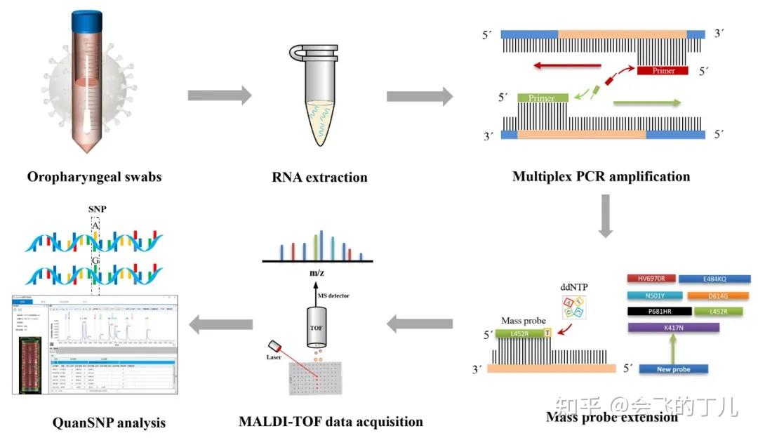 基于多重PCR-MALDI-TOF MS技术实现SARS-CoV-2变异株分型检测 - 知乎