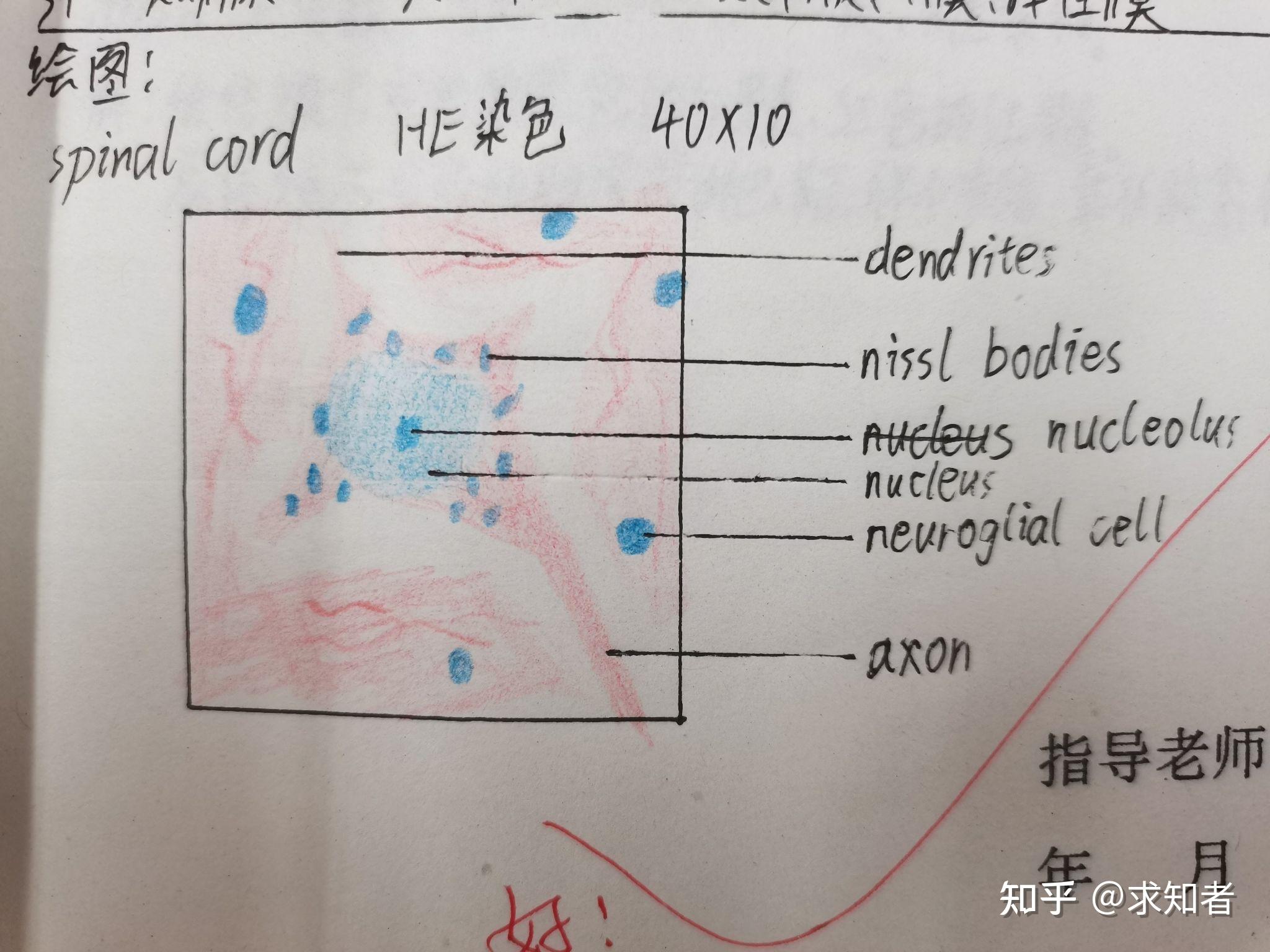 组胚红蓝铅笔绘图(按需自取)