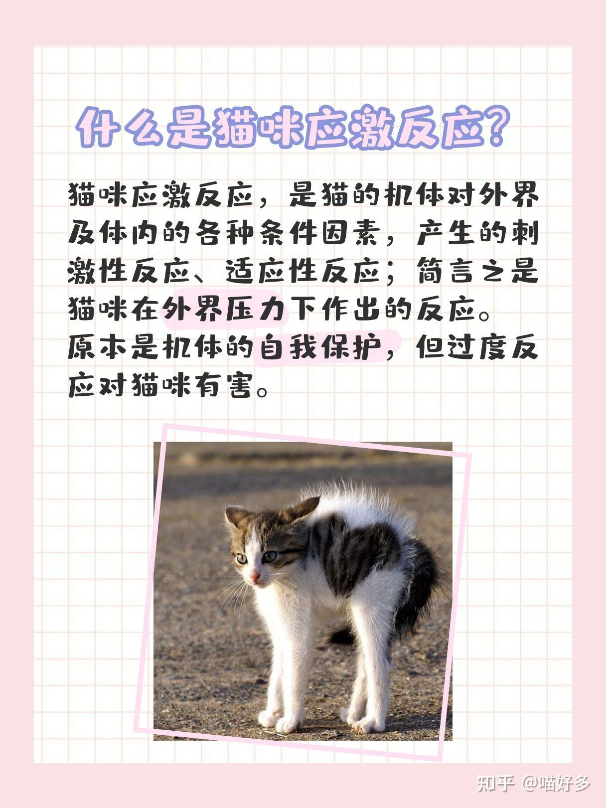 猫有哪些应激反应对每个不同的应激反应应该怎么处理