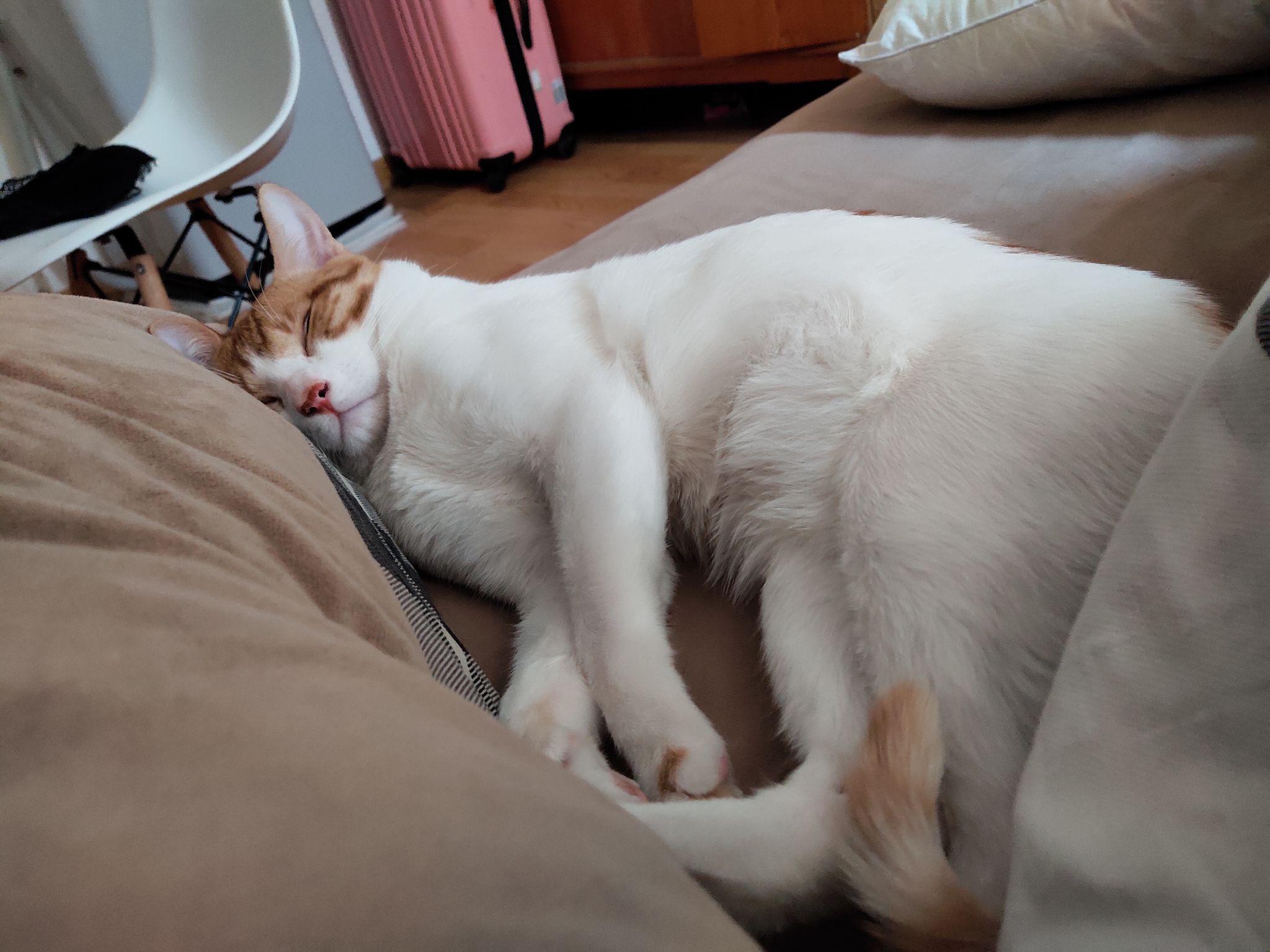 你家小动物有哪些睡得真香的睡姿