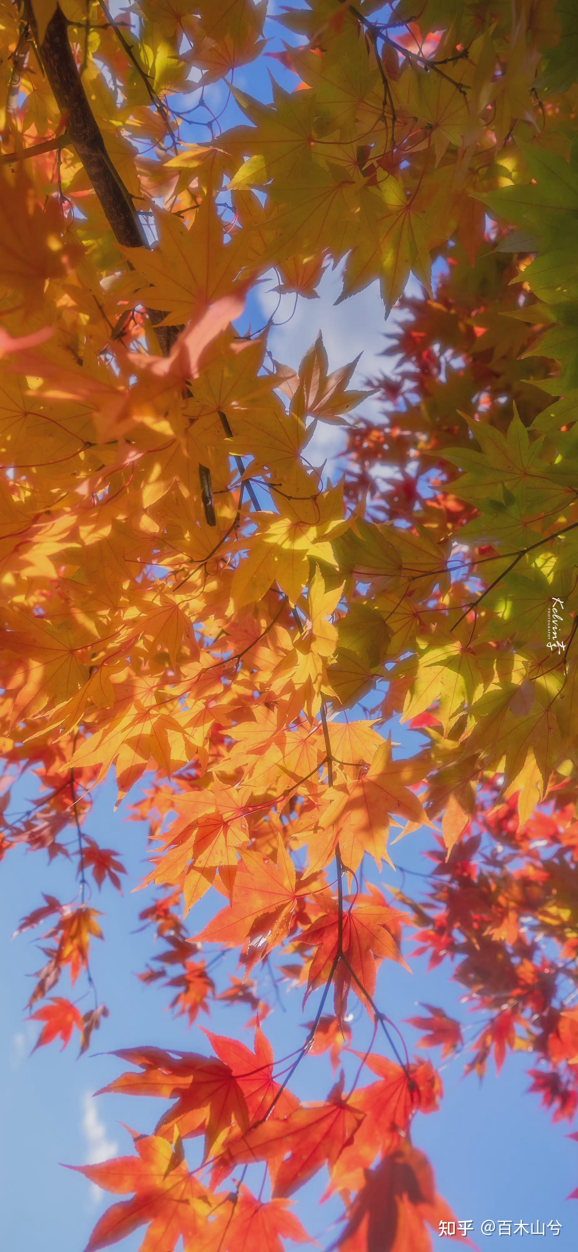 壁纸缓缓飘落的枫叶像思念676767