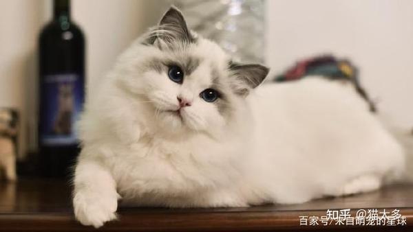 布偶猫价格多少钱一只（什么是布偶猫，布偶猫的介绍与价格）