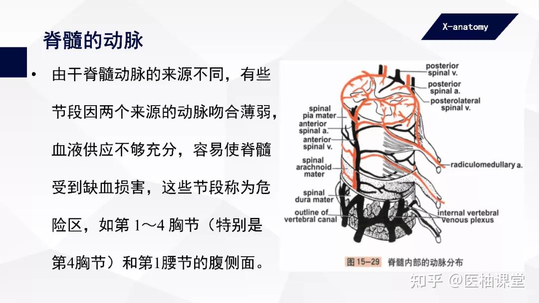 脊髓静脉的配布模式与动脉的大致相似,但较同级动脉的数量多而管径大.