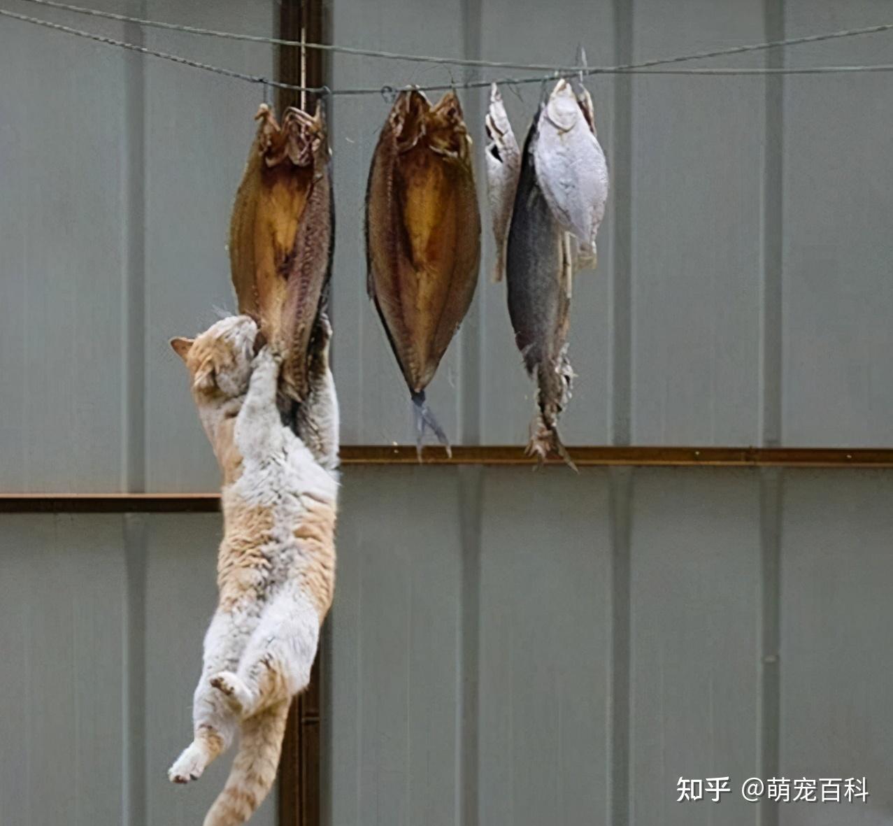 【猫】ゴハン美味しかったニャン wwwwww wwwwww : 胸キュン！アニマル楽園