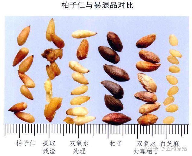 带你识别柏子仁 - 知乎