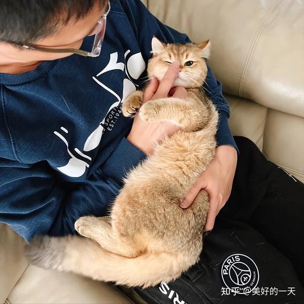 一个人有这8个特征,多半是养了猫,一眼就能看出来! - 知乎