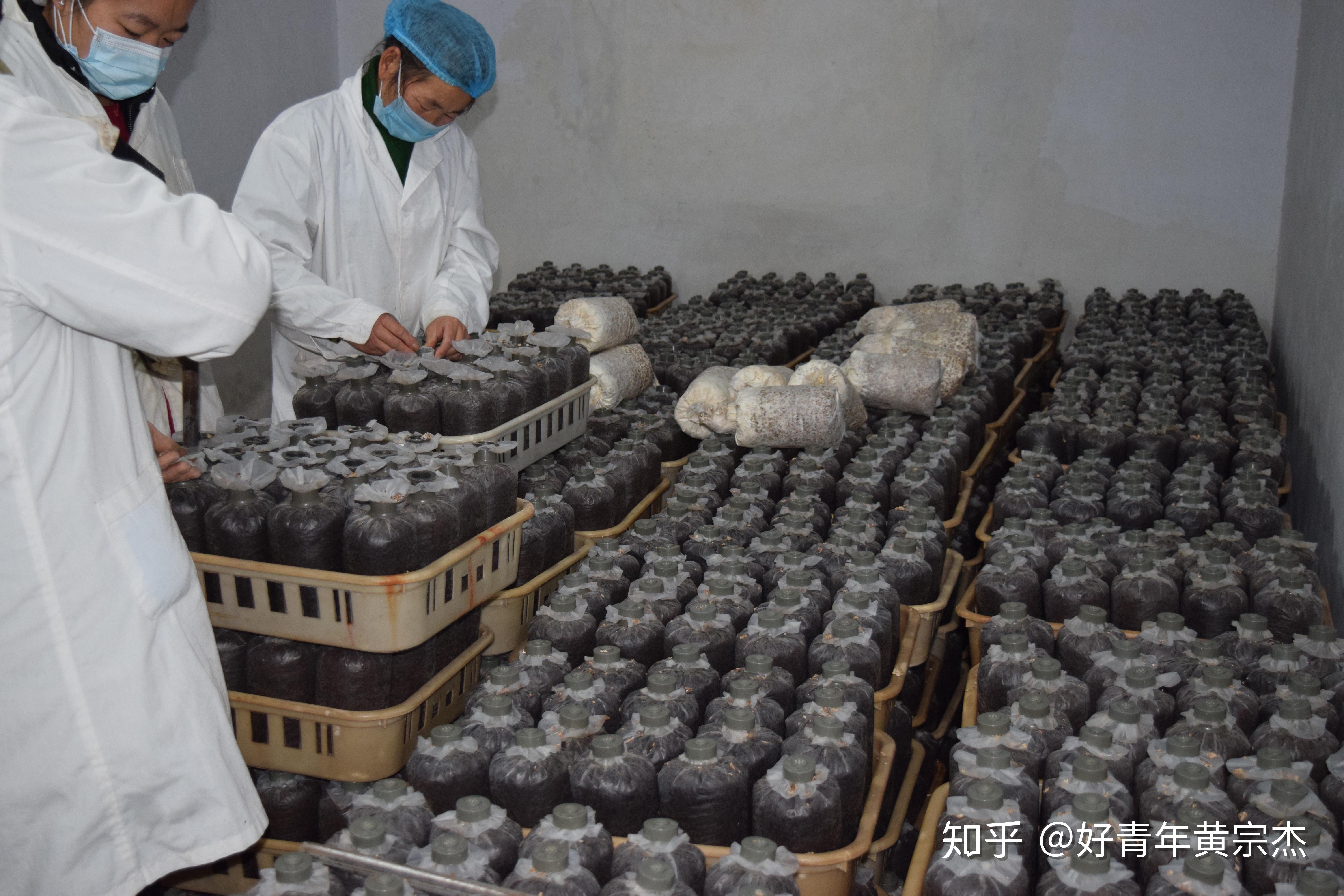 业易网食用菌2020年12月生产纪实平菇出菇正当时香菇菌种将发售