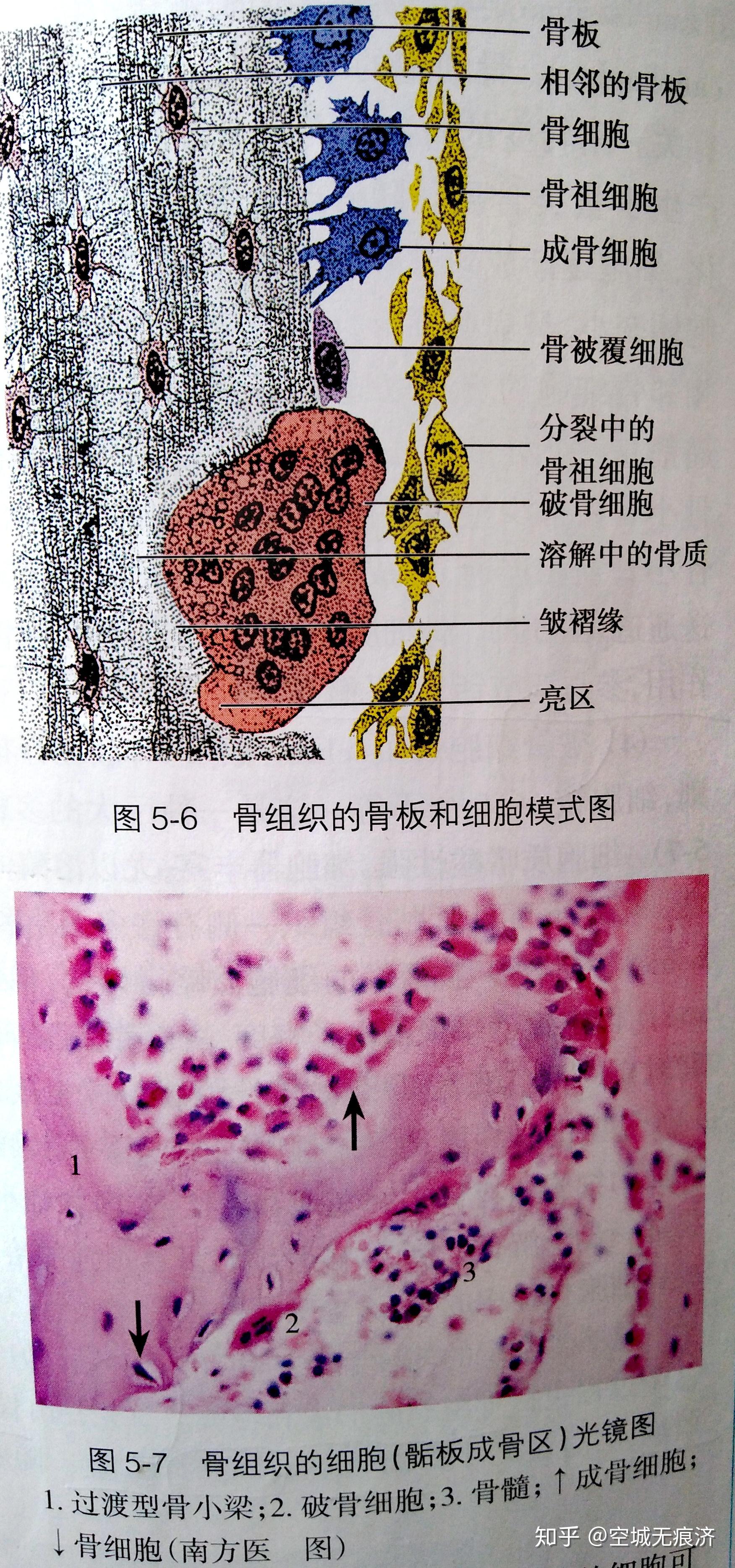 组织学与胚胎学红蓝铅笔绘图 - 知乎