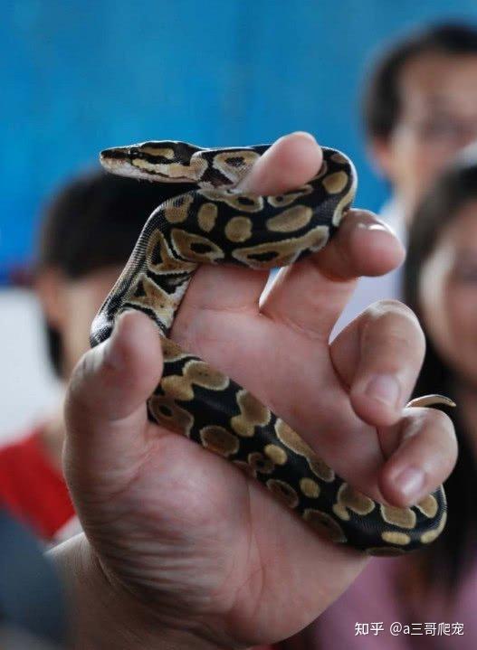 万物皆可宠,看这几款蛇颜值爆表! - 知乎