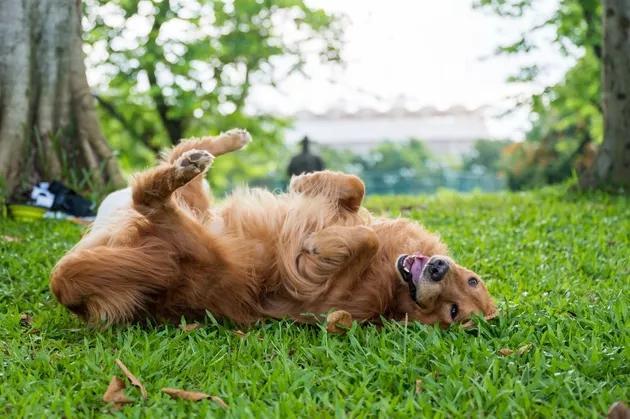 狗狗喜欢在地上打滚,你知道是为什么吗?