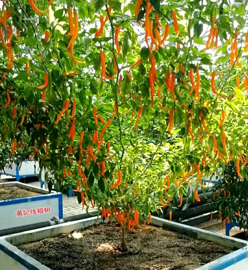 四川的辣椒可以多年生