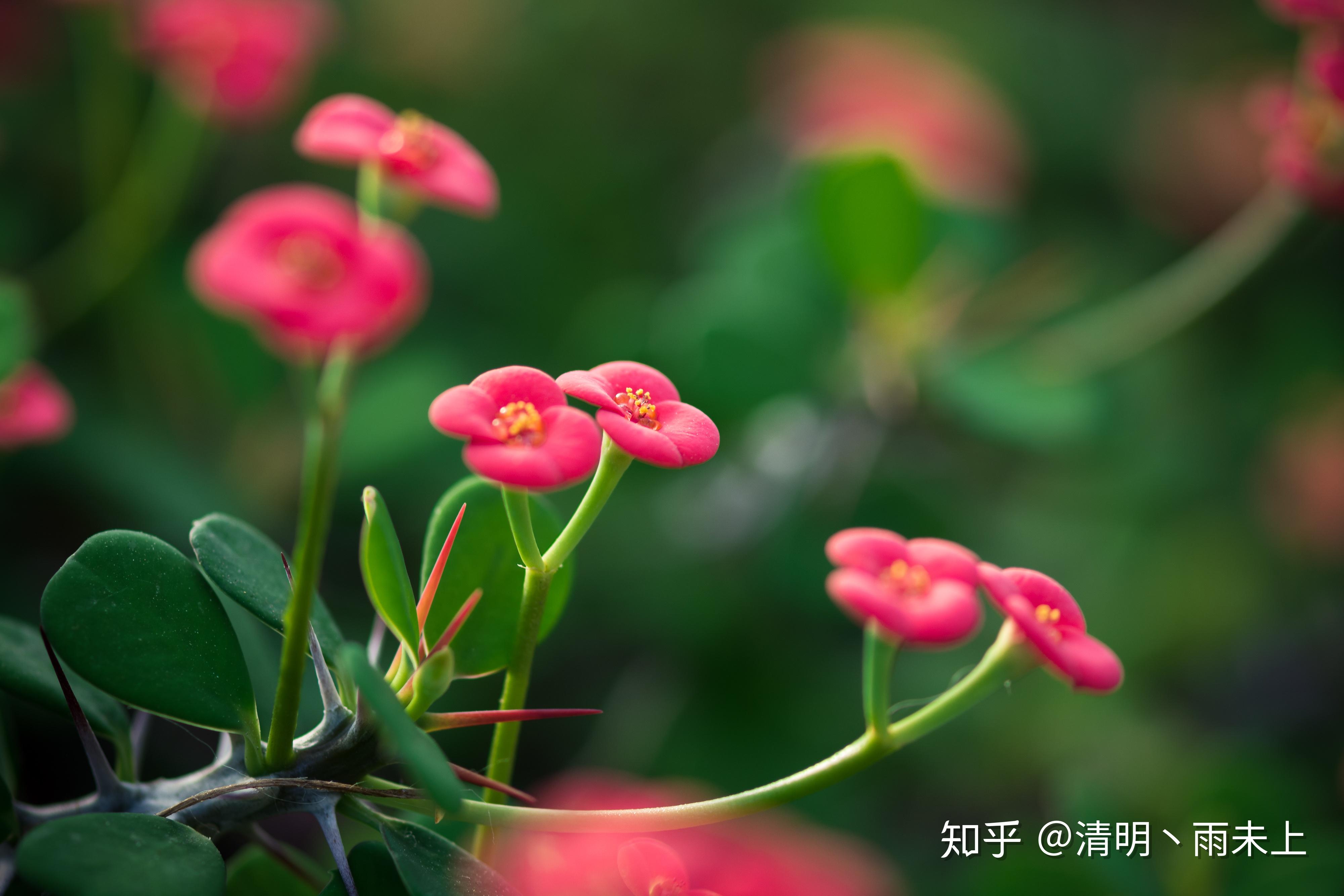 植物园之行第十一季铁海棠