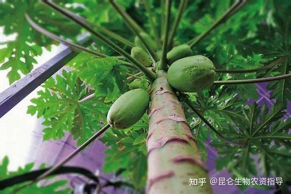 木瓜用什么叶面肥好 木瓜膨大剂哪个肥料好 木瓜叶面喷洒 调色师 果子甜 上色快 知乎