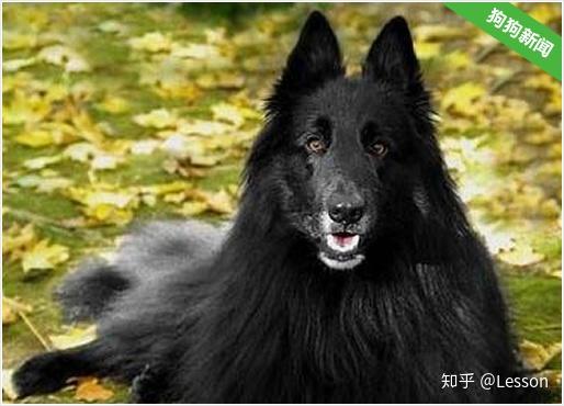 十五:史其派克犬/比利史牧羊犬比利時特弗倫犬原產地比利時,起源於13