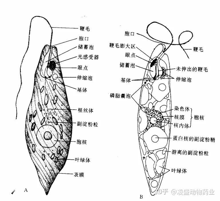 犬眼虫病图片