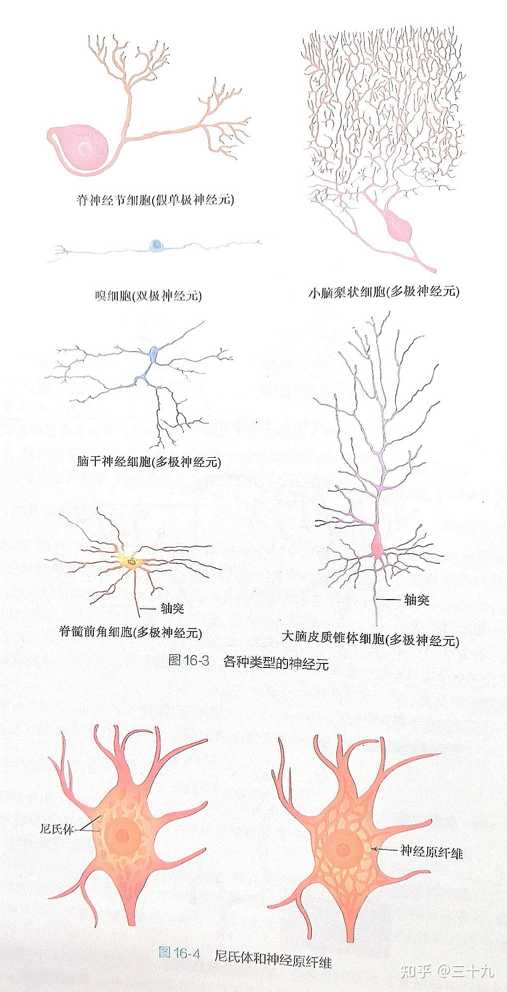 一,神经元和神经胶质细胞