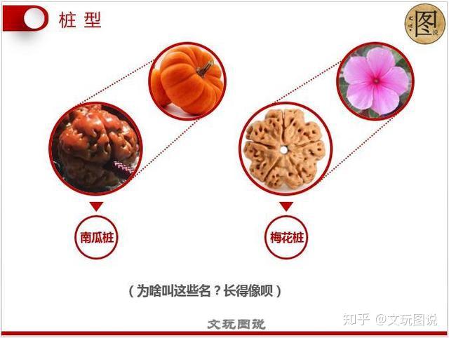 图说丨金刚菩提;金刚知识大全,看图就懂