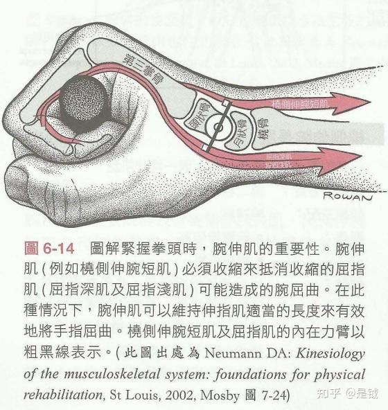 腕关节,尤其是强力抓握或者握拳时—通过与手臂&手掌另一侧的屈指肌