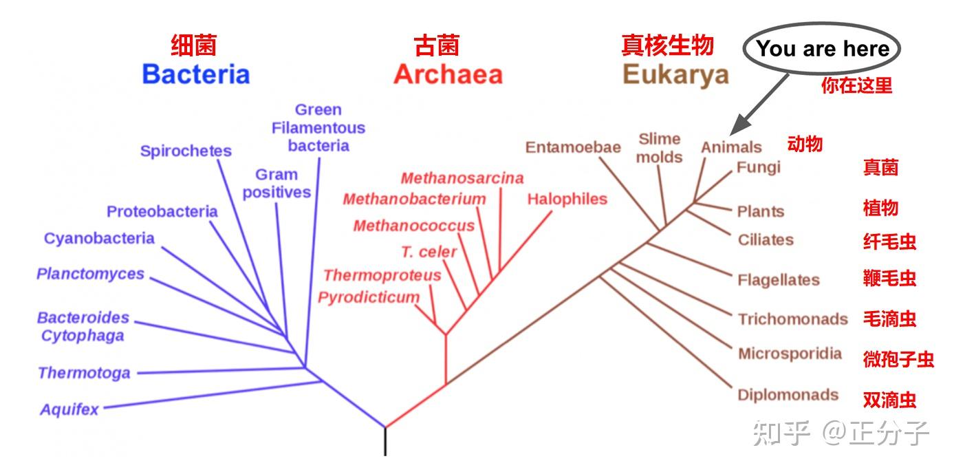 微生物进化树图片