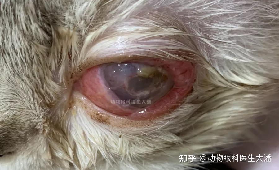 猫眼睛红肿结膜水肿角膜缺损的治疗