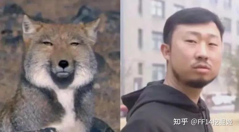 无穷小亮联动美女冰冰网友藏狐和西施惠同框了