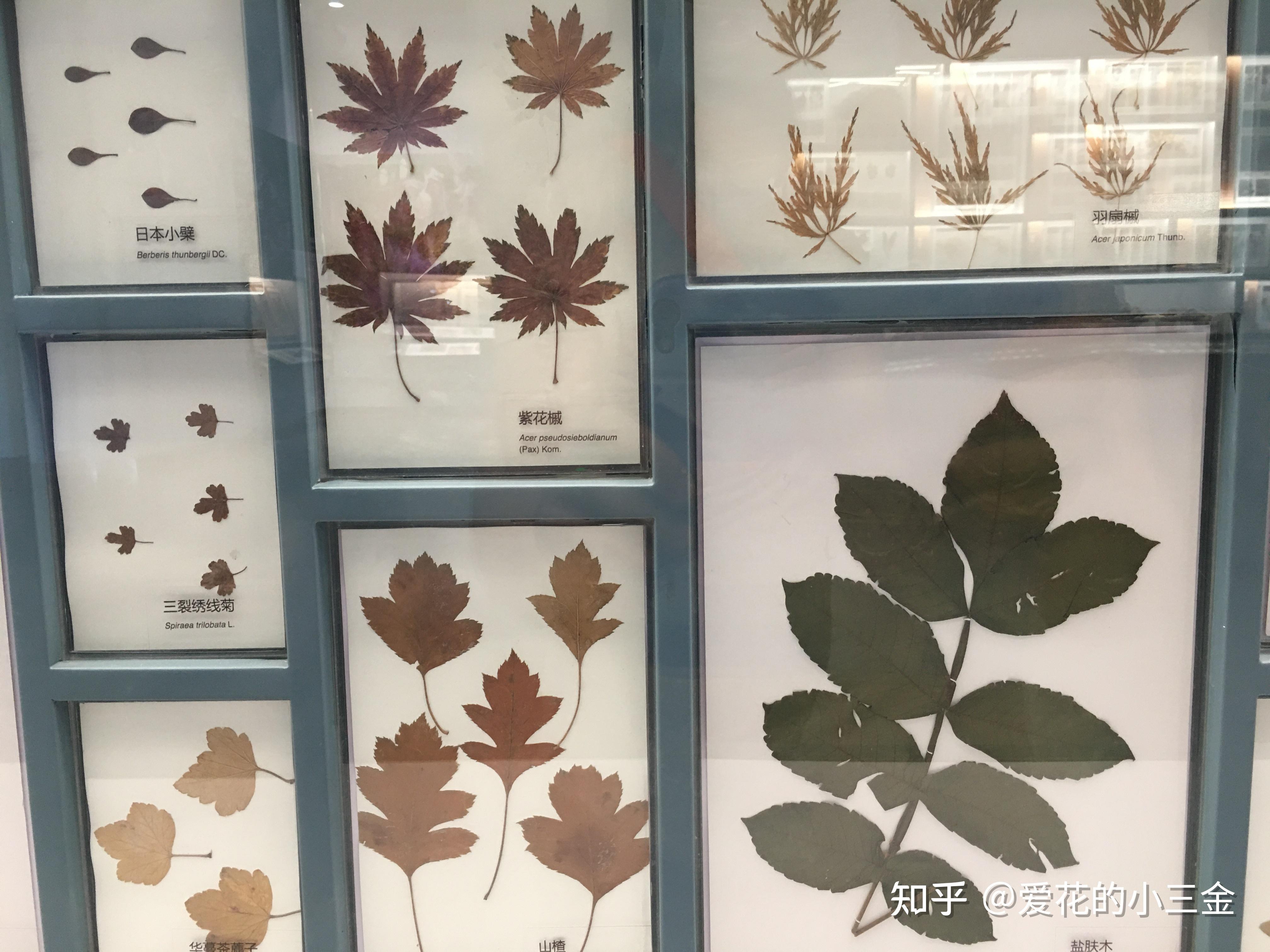 : 被子植物的繁盛