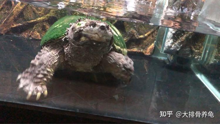 鱷龜怎麼養最全新手飼養指南來了