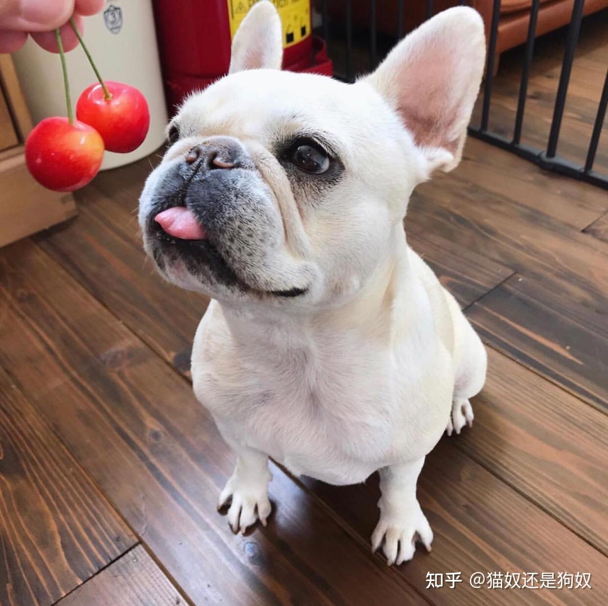 长期被打的法斗逃不过这几种命运看完好心疼