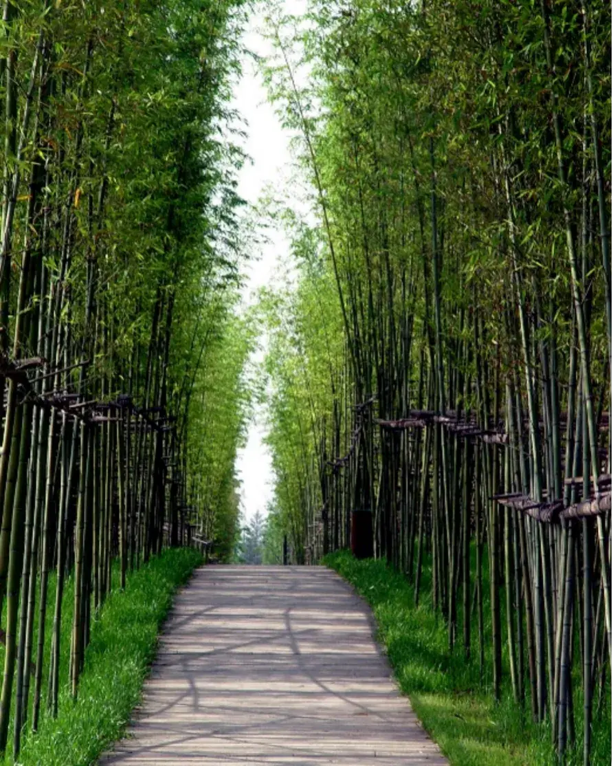 以植物为主体的景观设计案例needle景观案例分享第二期