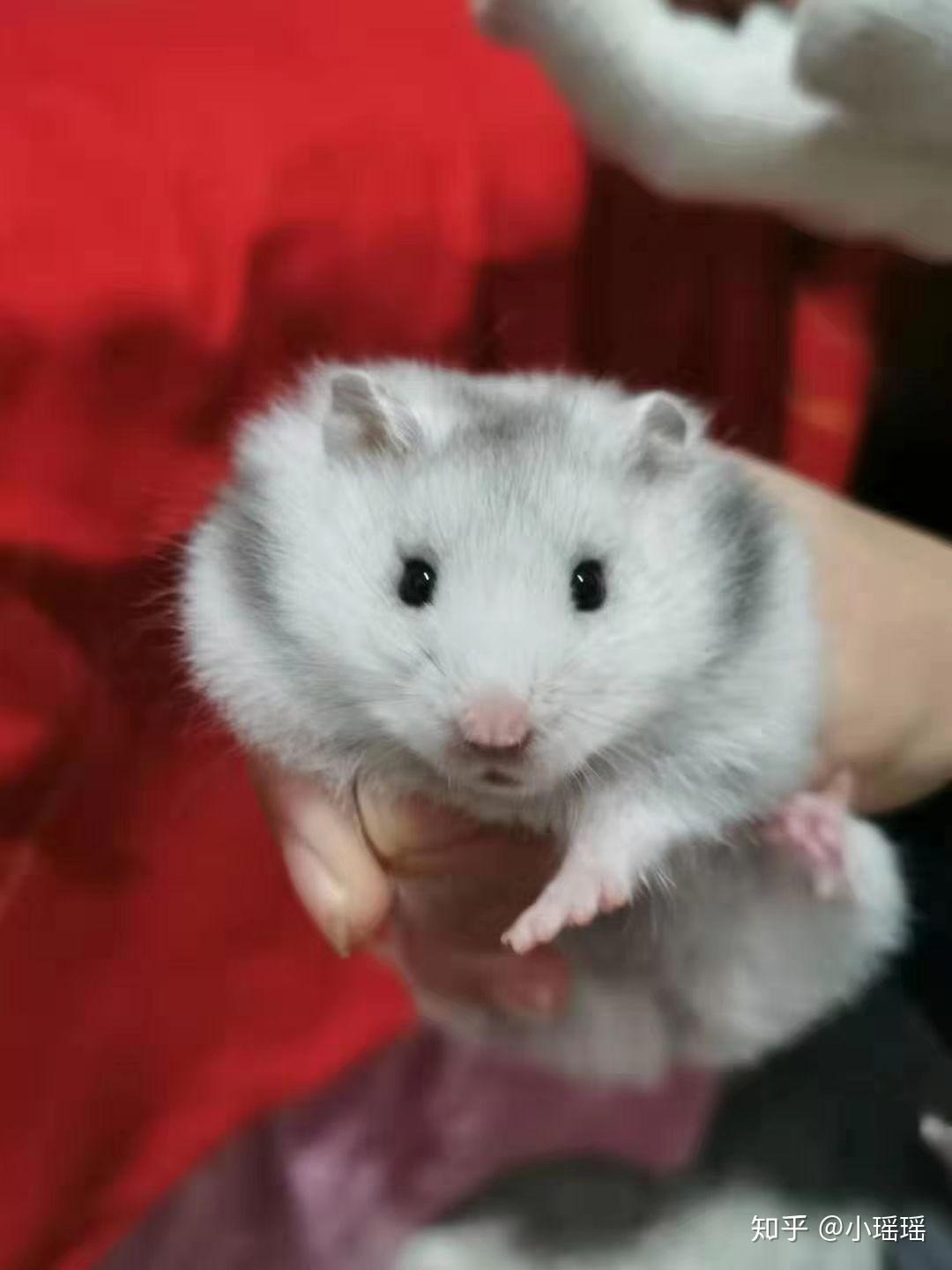 长毛纯银可爱吗第一次养仓鼠奥