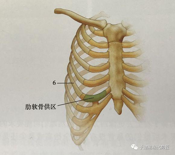 小柱的太高、鼻小柱的延长、鼻翼的支撑,那么这种就是所谓的半肋骨隆鼻.