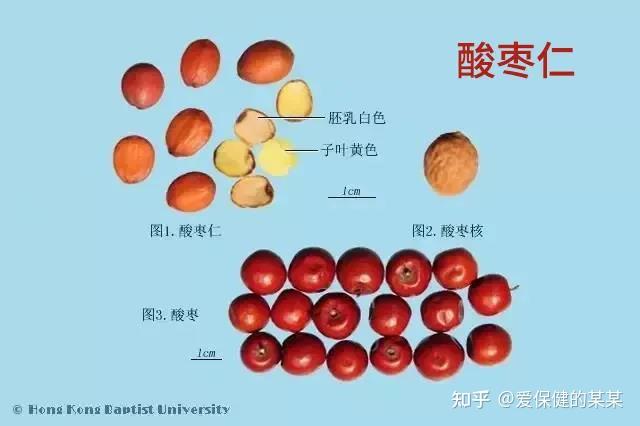 荔枝核的功效与作用及禁忌_荔枝功效与作用及禁忌_野荔枝的功效与禁忌