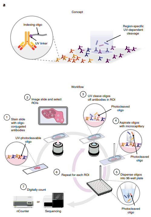 多重免疫荧光：癌症免疫治疗的强大工具 - 知乎