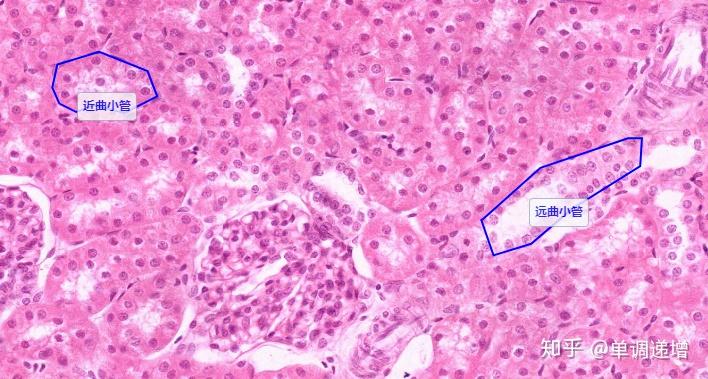 组胚实验切片复习要点 - 知乎