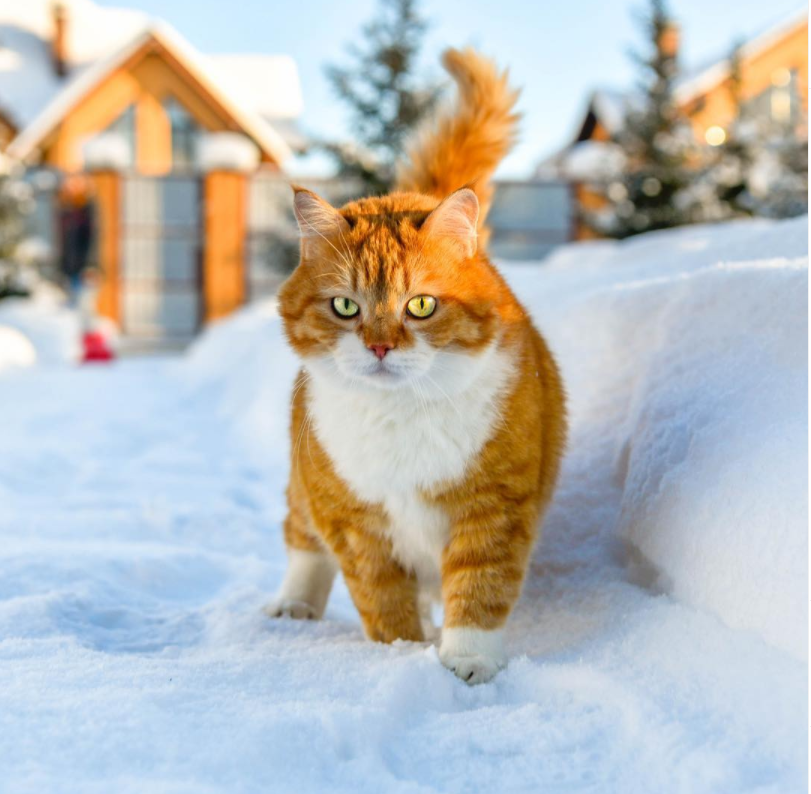 战斗民族的猫被怼脸拍后,它好像不太高兴啊