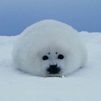 活在热带的小海豹 - 知乎