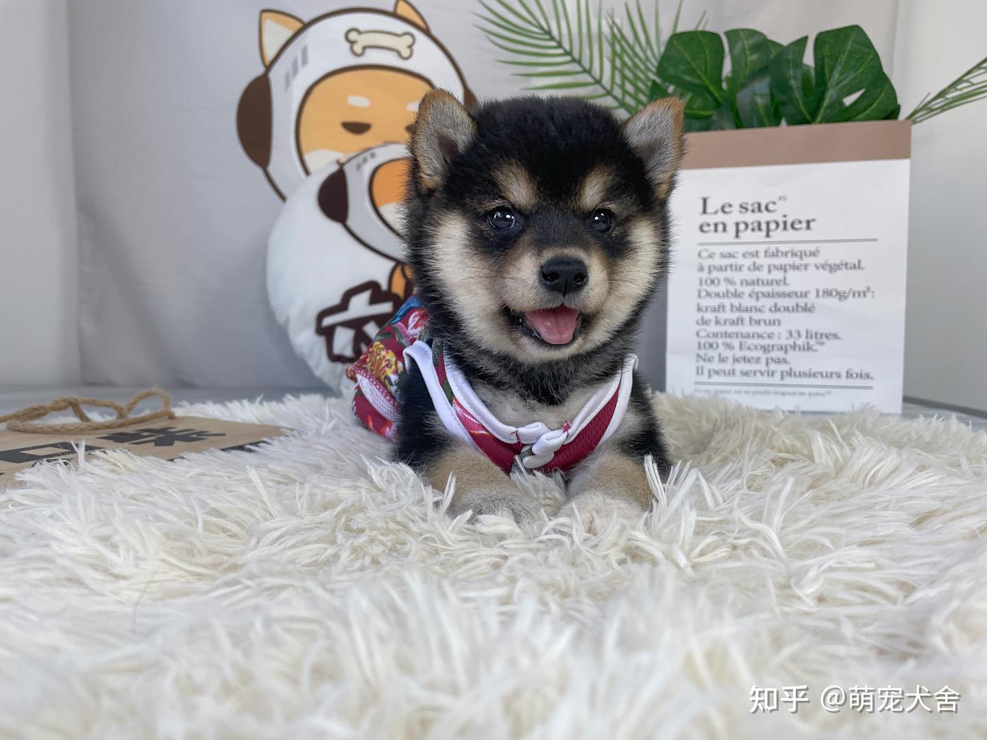 黑色柴犬价格是多少钱一只呢？ - 知乎