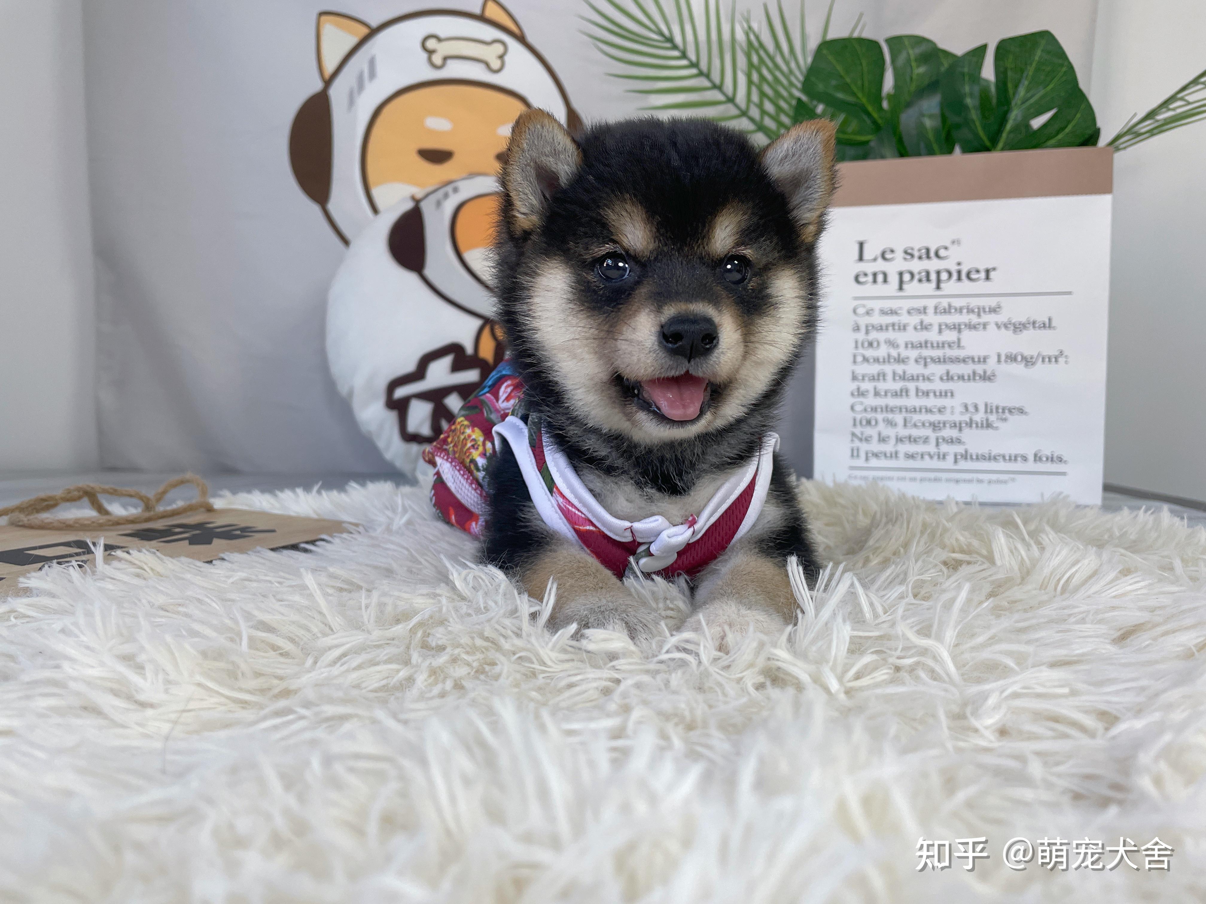 黑色柴犬价格是多少钱一只呢