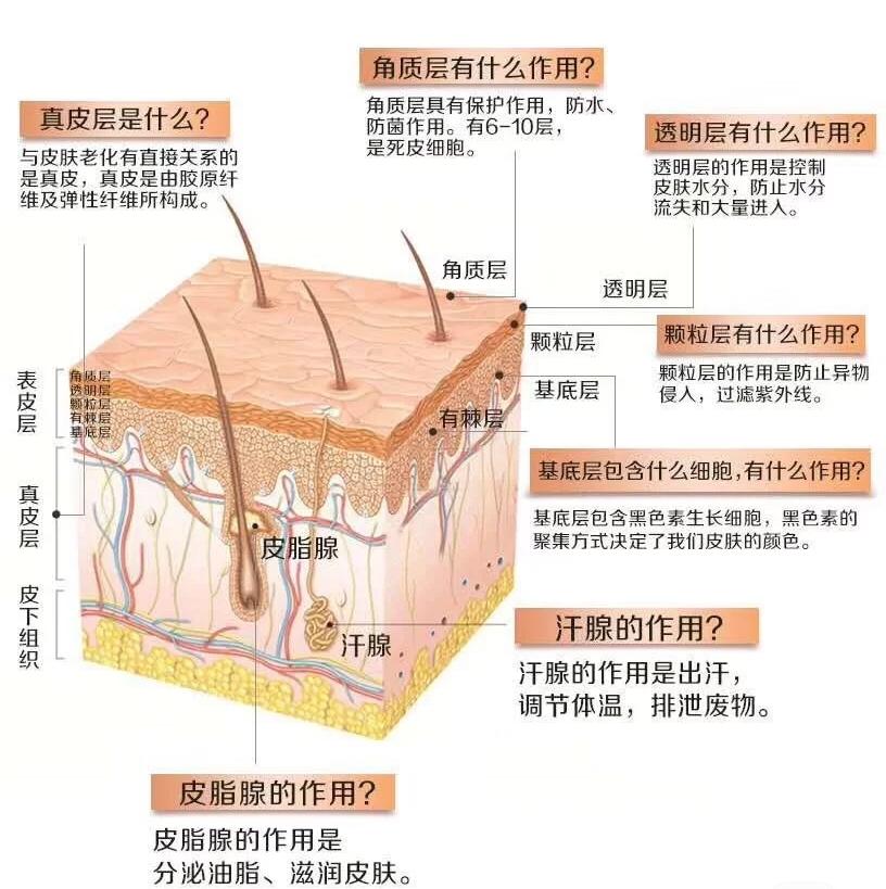 想抗衰,首先你得明白衰老是指什么.这就要说到皮肤的结构.
