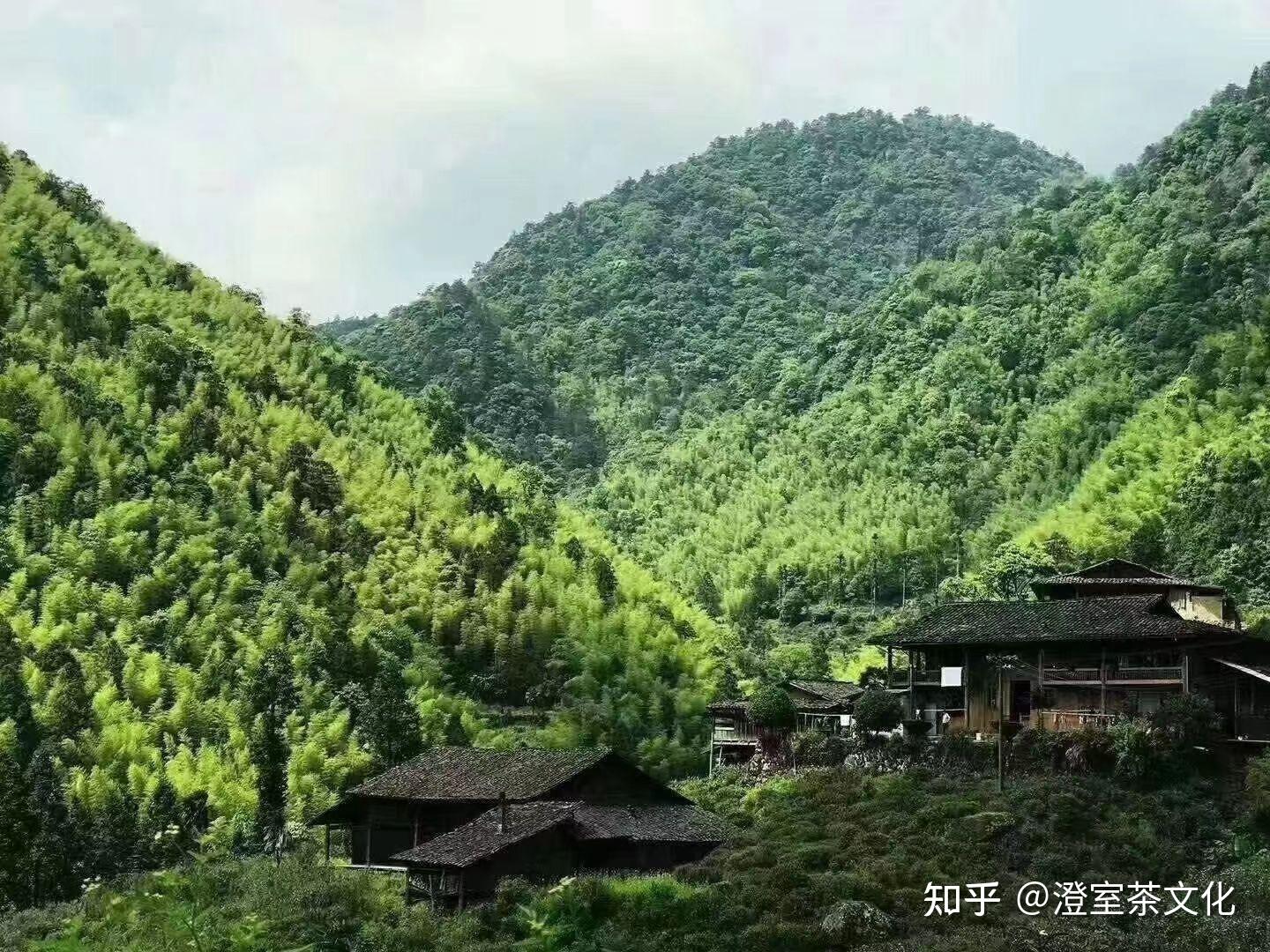 武夷山桐木关正山小种——蜜桃红 - 知乎