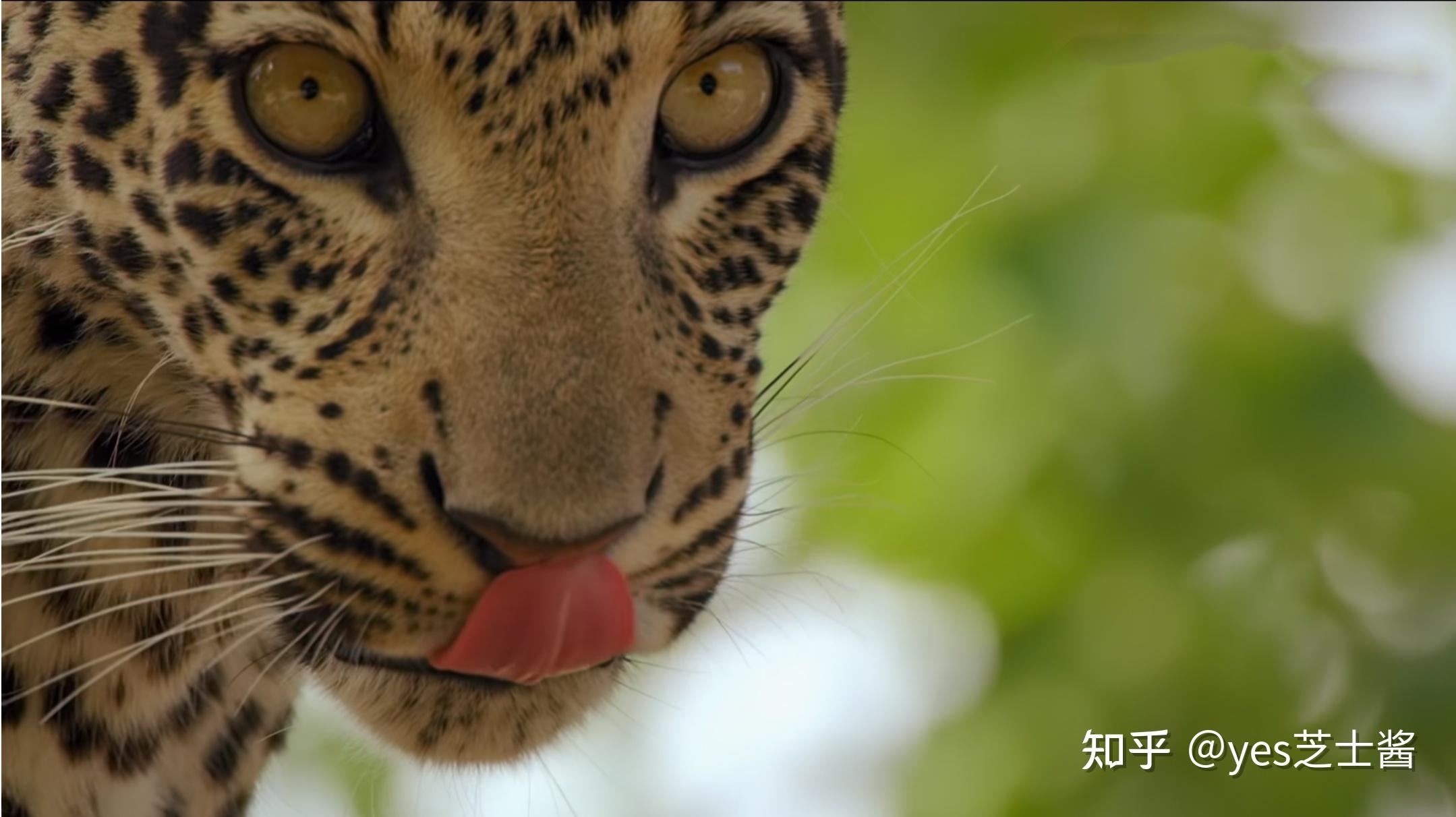 这只母豹如果是人呢