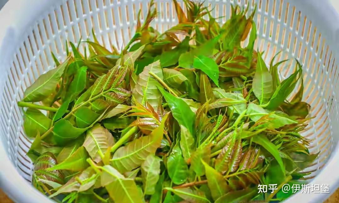 香椿怎么做好吃 知乎
