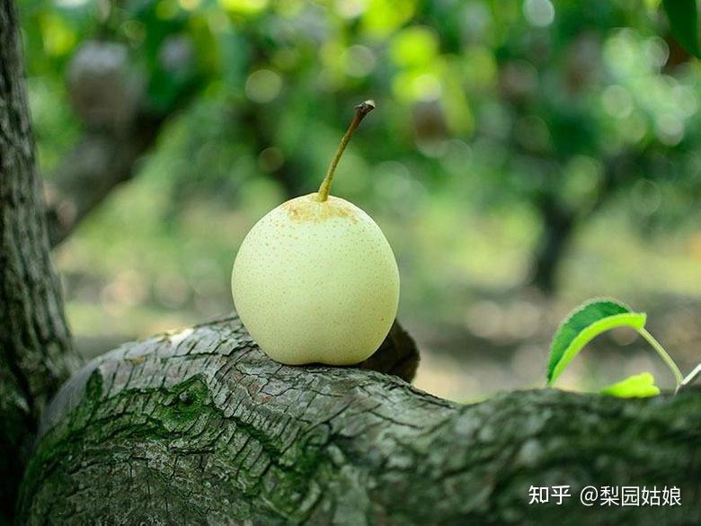 中国最好的梨产地在哪里?中国十大梨乡排行榜 - 知乎